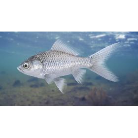 Fish (Animated) 3D model